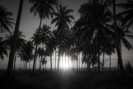 Black and white image of silhouette coconut palm trees on beach at sunset.