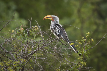 Fototapeta premium Large Hornbill sitting on a shrub