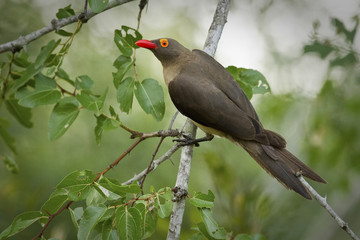 Alert oxpecker perched on a tree branch