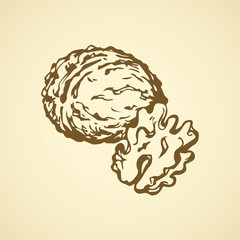 Walnut. Vector drawing