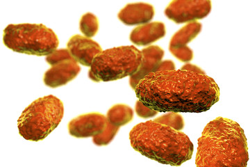 Bacteria Bordetella pertussis isolated on white background, 3D illustration. Gram-negative coccobacilli bacteria which cause children infection whooping cough