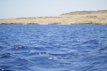 Fototapeta premium coast of the Red Sea