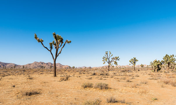 Yucca trees in Joshua Tree National Park