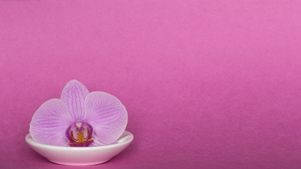Orchid on pink background