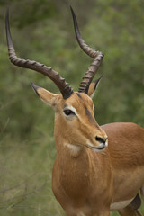 Young impala bull in South Africa