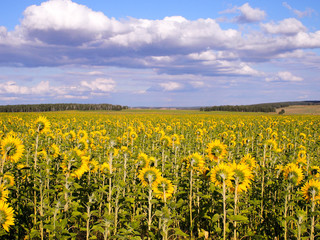 Sunflower field under cloudy sky