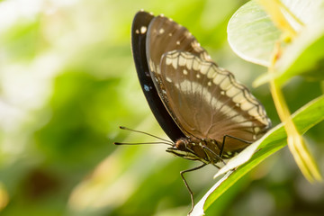 Butterfly in nuture, its makes a refreshing feeling.