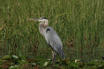 Great Blue Heron