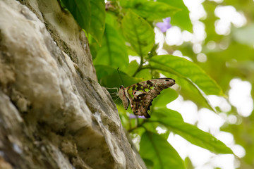 Butterfly in nuture, its makes a refreshing feeling.
