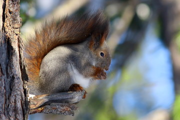 Sciurus vulgaris. Red squirrel closeup on tree