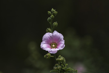 Alcea, commonly known as hollyhocks, is a genus of about 60 species of flowering plants in the mallow family Malvaceae. They are native to Asia and Europe. 