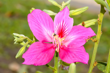 Phanera purpurea or Butterfly Tree or Orchid Tree on a nature background.
