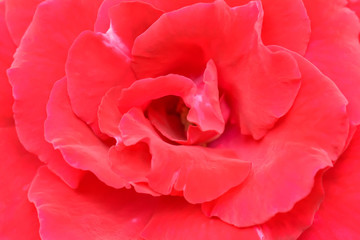 Naklejka premium The red rose petals overlapping beautiful. It's a symbol of love.