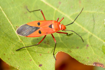 Hemiptera or True bugs on nature background.