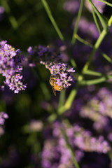 Bee on Lavender Flowers