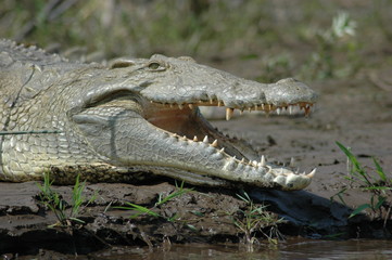 Crocodile