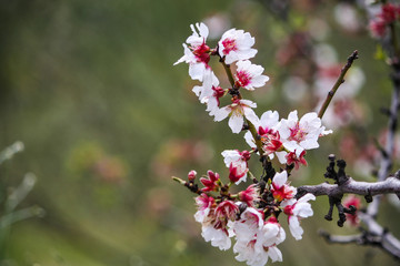 La flor del árbol del almendro