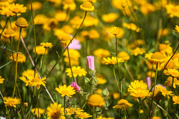 Flor morada entre flores amarillas