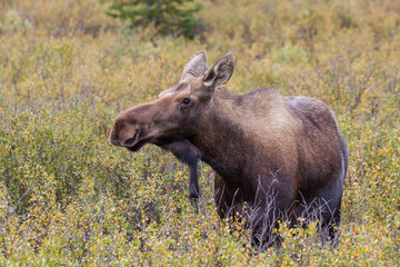 Naklejka na ściany i meble Alaska Yukon Cow Moose