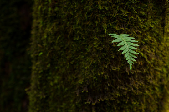 Green leaf growing from mossy tree trunk 