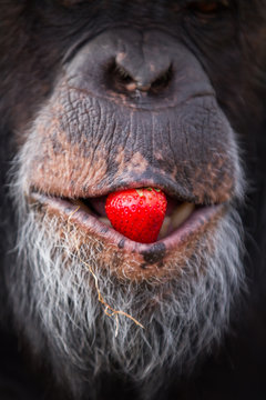 Chimpanzee Face, Close Up, Strawberry In Mouth 