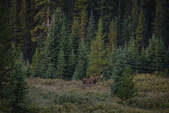 Moose standing in woodland 