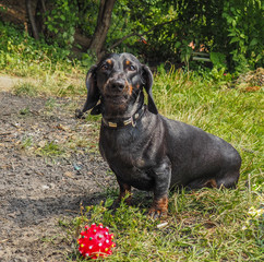 Dog Dachshund sitting on green grass at the shore of the pond after swimming with a favorite toy, a red ball.