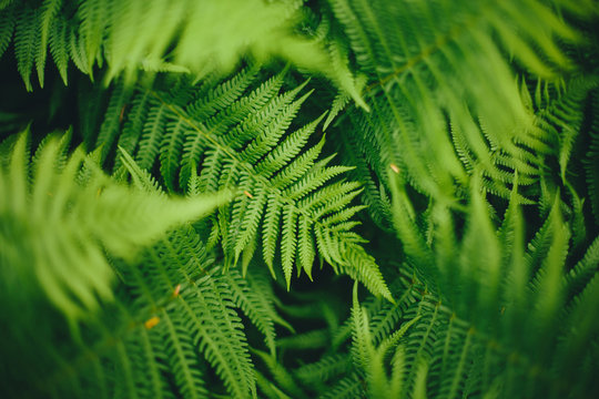 Fern leaves, full frame 
