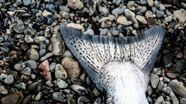 Close-up of fish tail on pebbles