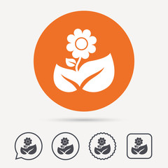 Obraz premium Flower icon. Florist plant with leaf symbol. Circle, speech bubble and star buttons. Flat web icons. Vector