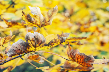 Close up photo of maple tree with yellow leaves