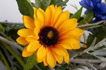 colored flowers on a white background