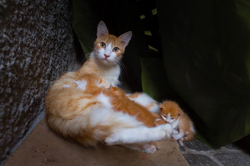 Fototapeta premium Street cats in Morocco, Essaouira sity. Street portrait of cat with a many kittens.