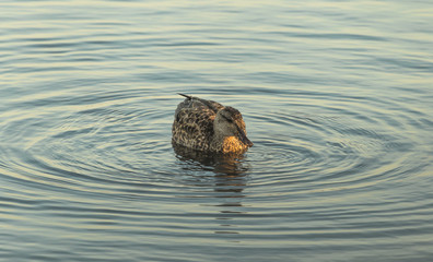 northern shoveler, female, swimming on a pond 