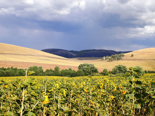 Sunflower field in the desert