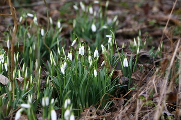 Die ersten Schneeglöckchen, Galanthus nivalis