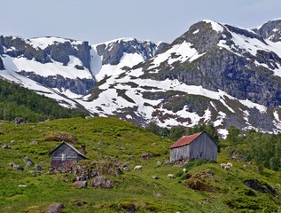 Fototapeta na wymiar Sheep in the mountains