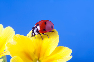 red ladybug on on yellow flower, ladybird creeps on stem of plant in spring in garden in summer