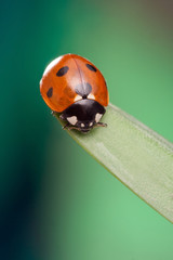 red ladybug on green leaf, ladybird creeps on stem of plant in spring in garden summer