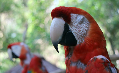 The neotropical parrots or New World parrots comprise about 150 species in 32 genera found...