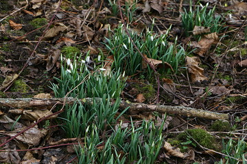 Die ersten Schneeglöckchen, Galanthus nivalis