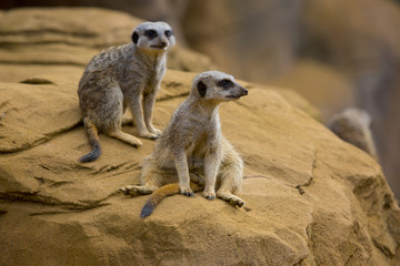 Fototapeta premium meerkat 3