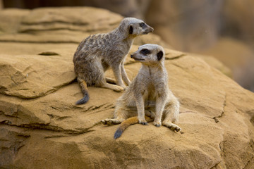 meerkat 4