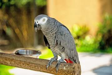 Obraz premium A large grey parrot of zhako , sitting on a tree branch