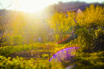 Wilder Garten im stimmungsvollen Gegenlicht mit bunten Lensflares