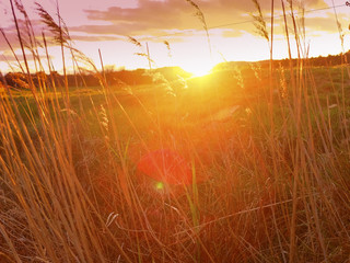 Stimmungsvolle Wiese im Sonnenuntergang mit Lensflares und bewegtem Unschärfebereich