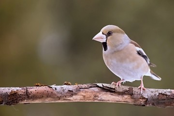 Coccothraustes coccothraustes, Hawfinch, sitting on a tree stump. Wildlife. Europe, country slovakia. Snow background.