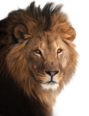 Obraz na płótnie Canvas Lion great king portrait isolated on white