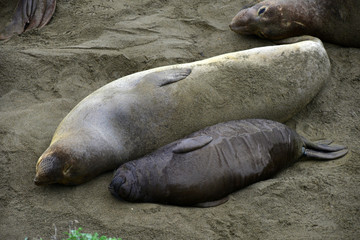 Fototapeta premium Female elephant seal nursing baby