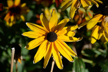 Fleur